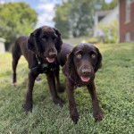Deux Boykin Spaniel sur une surface herbacée et portant tous deux un harnais 