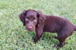 Un chiot Boykin Spaniel sur une surface gazonnée 