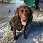Un Boykin Spaniel ayant la langue pendante et portant un collier autour du cou