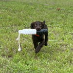 Un Boykin Spaniel courant sur un terrain herbeux et ayant un objet dans sa gueule 