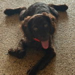 Un Boykin Spaniel allongé sur une surface bétonnée et portant un collier autour du cou