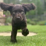 Un chiot Boykin Spaniel courant sur une surface gazonnée 