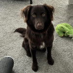 Un Boykin Spaniel assis sur une moquette 