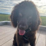 Un Boykin Spaniel ayant la langue pendante et portant un harnais 