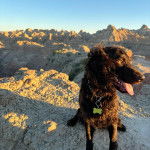 Un Boykin Spaniel portant un collier autour du cou et ayant la langue pendante 