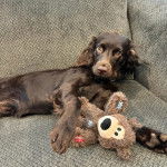 Un Boykin Spaniel allongé sur un canapé et portant un collier autour du cou