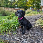 Un Boykin Spaniel assis et portant un collier autour du cou