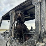 Un Boykin Spaniel dans une voiture et qui est tenu en laisse