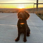 Un Boykin Spaniel assis sur une surface bétonnée et portant un collier autour du cou
