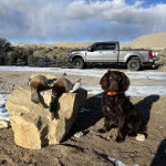 Un Boykin Spaniel assis sur une surface sableuse et portant un collier autour du cou