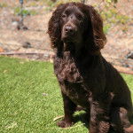 Un Boykin Spaniel assis sur une surface gazonnée et semblant détendu 