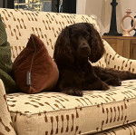 Un Boykin Spaniel allongé sur un canapé et regardant vers la caméra  