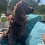 Un Boykin Spaniel assis sur un canapé et semblant détendu 