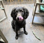 Un Boykin Spaniel portant un collier autour du cou et léchant son museau 