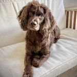 Un Boykin Spaniel allongé sur un canapé et semblant détendu 