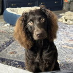 Un Boykin Spaniel assis sur un tapis 