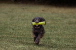 Un Boykin Spaniel courant sur une surface gazonnée et tenant un objet dans sa gueule