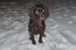 Un Boykin Spaniel assis sur une surface enneigée et portant un collier autour du cou