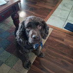 Un Boykin Spaniel assis sur un tapis et portant un collier autour du cou