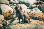 Un Boykin Spaniel assis sur un rocher et portant un collier autour du cou