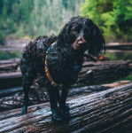 Un Boykin Spaniel sur un tronc d'arbre et portant un harnais 
