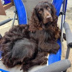 Un Boykin Spaniel allongé et semblant détendu 