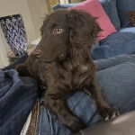 Un Boykin Spaniel allongé sur une personne 