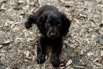 Un chiot Boykin Spaniel allongé sur un terrain herbeud 