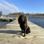 Un Boykin Spaniel assis sur un ponton et portant un harnais 