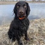 Un Boykin Spaniel assis sur un terrain herbeux et portant un collier autour du cou