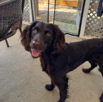 Un Boykin Spaniel sur une surface bétonnée 