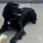 Un Boykin Spaniel allongé sur une surface bétonnée et portant un collier autour du cou