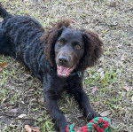 Un Boykin Spaniel allongé sur un terrain herbeux et portant un collier autour du cou