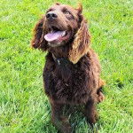 Un Boykin Spaniel assis sur une surface gazonnée et portant un collier autour du cou