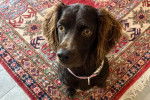 Un Boykin Spaniel assis sur un tapis et portant un collier autour du cou