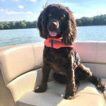 Un Boykin Spaniel assis sur un bateau et portant un bouée de sauvetage 