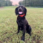 Un Boykin Spaniel tirant la langue et portant un collier autour du cou