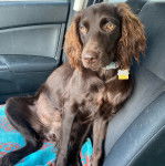 Un Boykin Spaniel assis sur le siège d'une voiture et portant un collier autour du cou