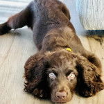 Un Boykin Spaniel allongé sur un plancher et portant un collier autour du cou