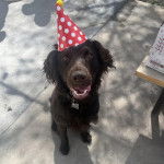 Un Boykin Spaniel assis sur une surface bétonnée et portant un chapeau sur la tête 