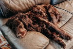 Un Boykin Spaniel allongé sur un canapé et semblant dormir 