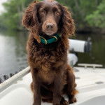 Un Boykin Spaniel assis sur un bateau et portant un collier autour du cou 
