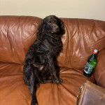 Un Boykin Spaniel assis sur un canapé et portant un collier autour du cou