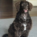 Un Boykin Spaniel assis sur une moquette et tirant la langue 