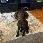 Un Boykin Spaniel assis sur un tapis 
