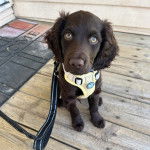 Un Boykin Spaniel assis sur un plancher et qui est tenu en laisse