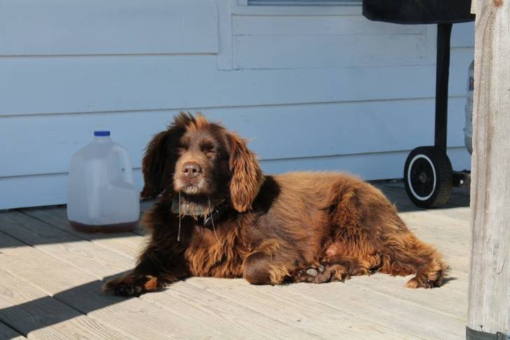 Photo Boykin Spaniel