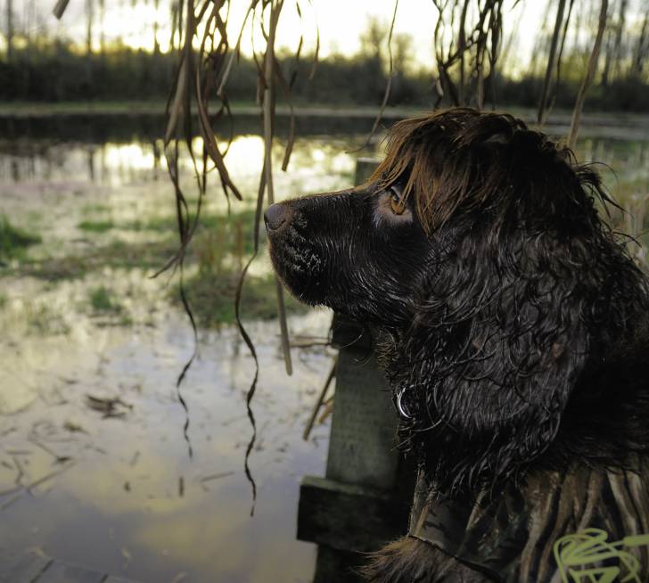 Photo Boykin Spaniel