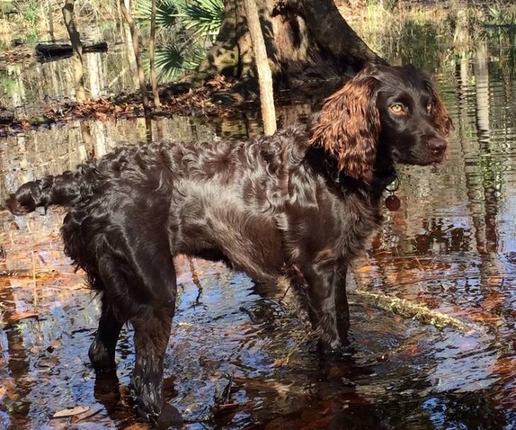 Photo Boykin Spaniel