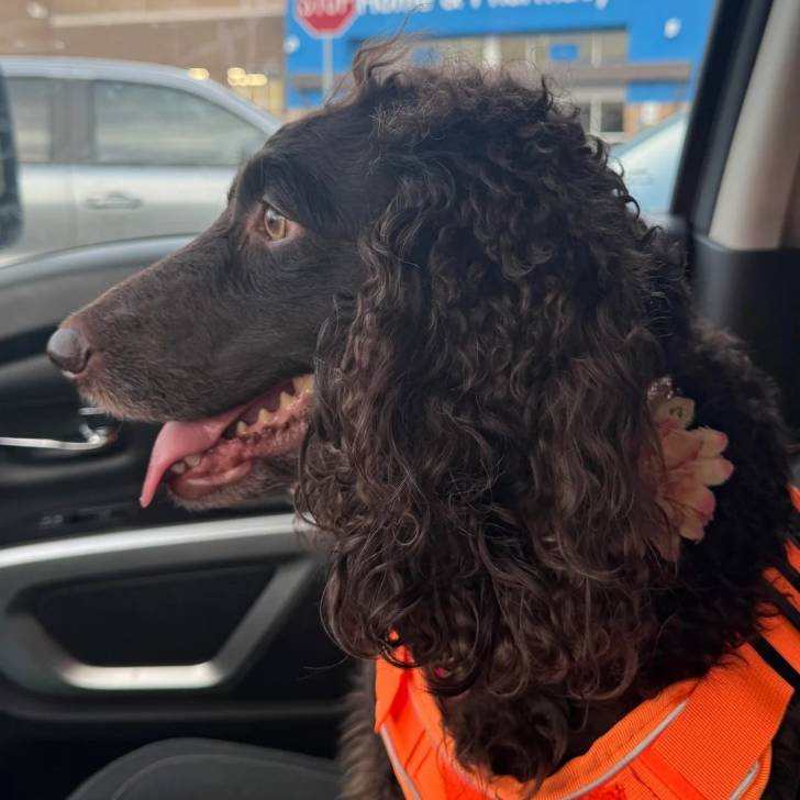 Un Boykin Spaniel assis dans une voiture et portant un harnais 